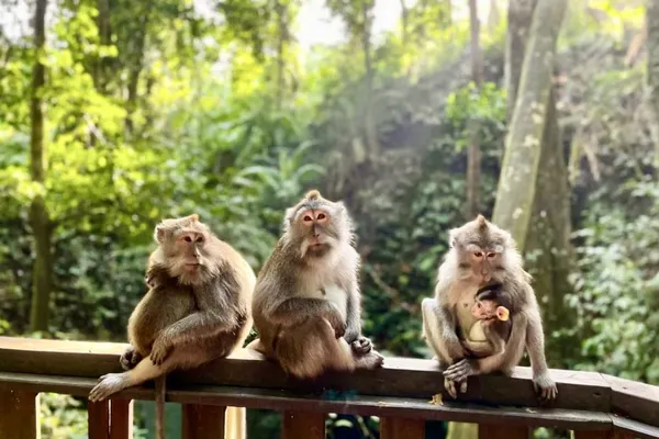 Trip to Ubud - Monkey forest